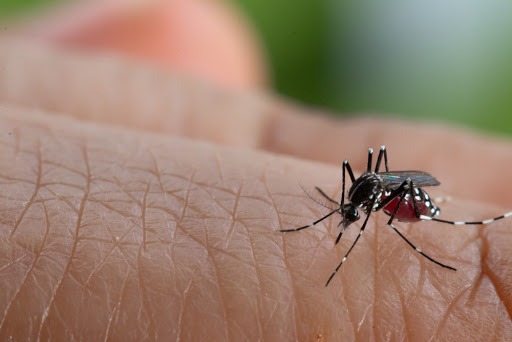 Idoso de 77 anos morre de dengue em Araraquara