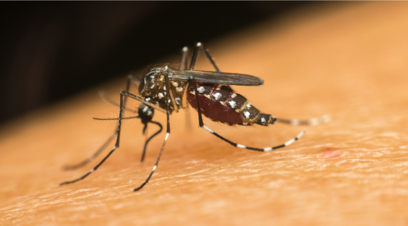 Conheça os 4 tipos de dengue e entenda a importância em se proteger da doença