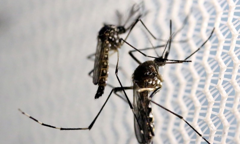 Araraquara se aproxima de 9 mil casos de dengue; cidade segue com ações de combate