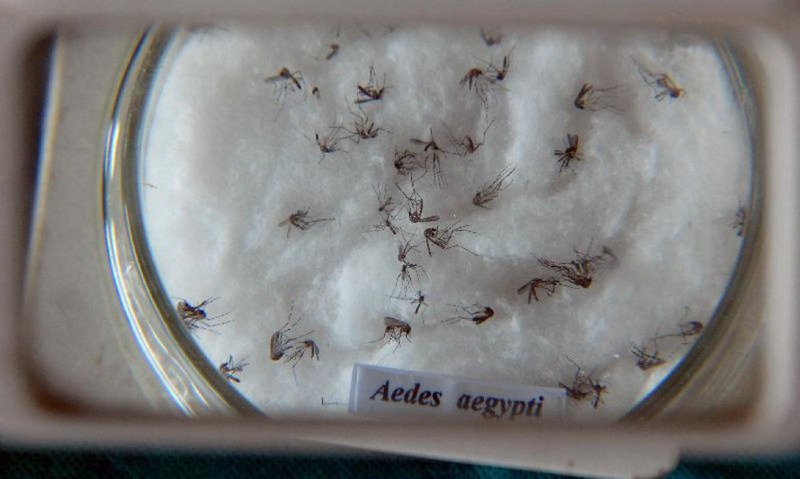Dia Nacional de Combate à Dengue: atenção com possíveis criadouros do Aedes Aegypti