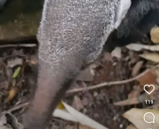 Filhote de tamanduá-bandeira é encontrado perto de Boa Esperança do Sul