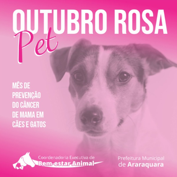 Outubro Rosa Pet alerta para a prevenção do câncer de mama em cães e gatos