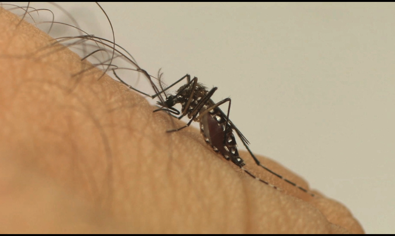 Dengue: Com quase 21 mil casos em 2022, Araraquara tem aumento de focos em quintais
