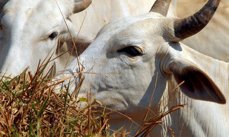Vaca louca: confirmado que caso recente é atípico