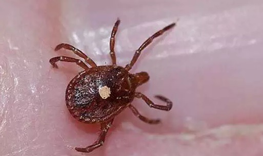 Febre Maculosa: saiba mais sobre as principais medidas de combate e prevenção
