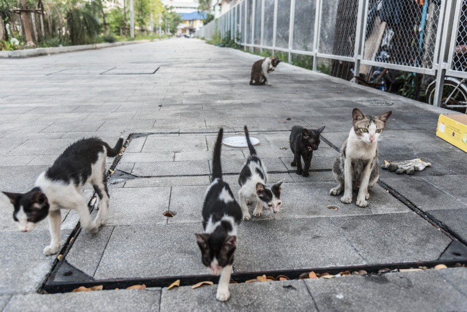 Vereadores de Araraquara aprovam leis de proteção para animais de rua