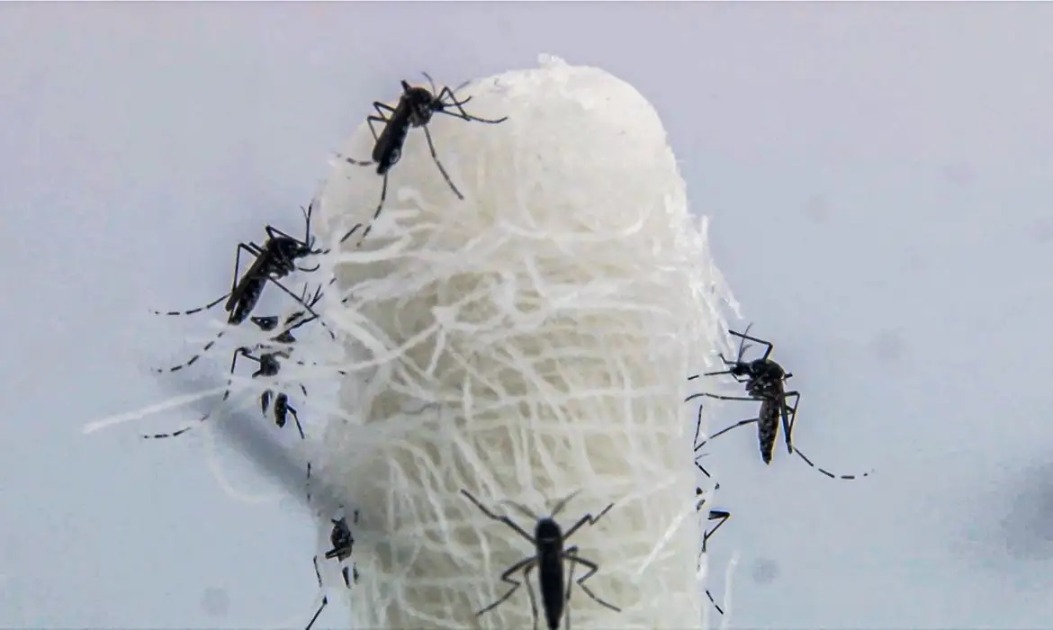Com 10 novas confirmações, Araraquara soma 821 casos de dengue; confira o boletim