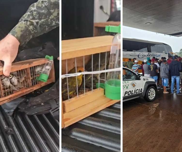 Rincão: Polícia Ambiental apreende 17 aves nativas transportadas dentro de malas em ônibus de viagem