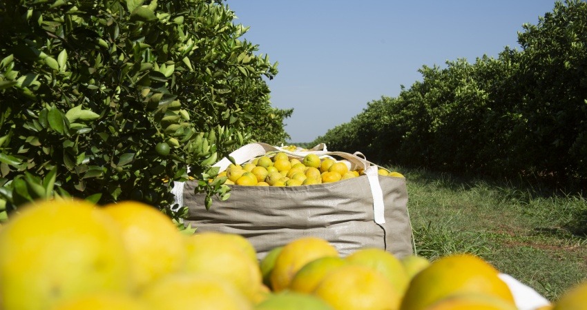 Segunda reestimativa da safra de 2024/25 aponta produção de 223,14 milhões de caixas de laranja em SP e MG