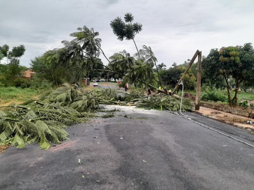 Tempestade derruba dezenas de árvores e causa prejuízos em Boa Esperança do Sul