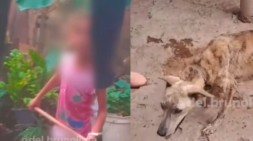 VÍDEO: Polícia Civil resgata cão agredido por criança com enxada em Boa Esperança do Sul