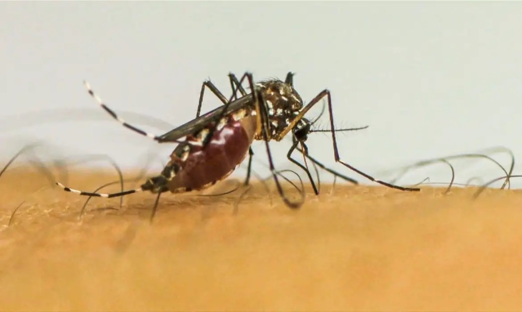 Araraquara registra 6ª morte por dengue em 2025 e soma quase 16 mil casos