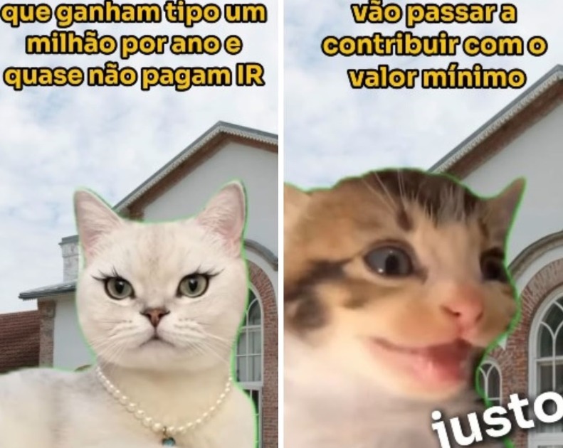 Governo usa vídeo de gatinhos para explicar justiça tributária; ‘viver com dignidade’