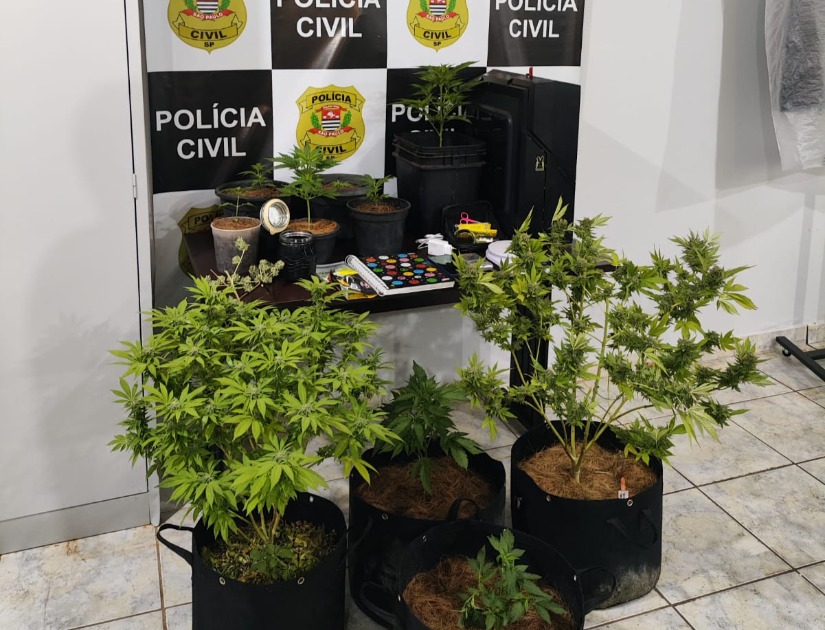 Homem é preso pela Polícia Civil com 10 pés de maconha em Américo