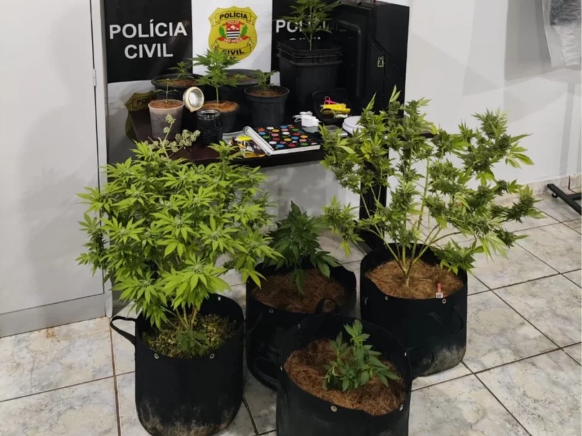 Homem preso com 10 pés de maconha é solto após audiência de custódia em Américo