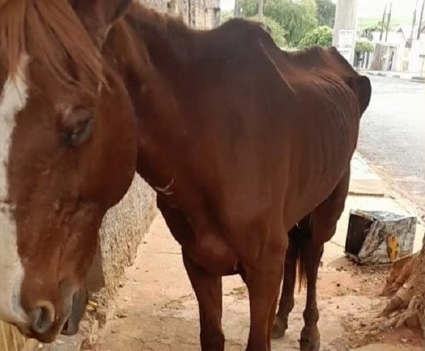Revolta em Américo: cavalo sofre maus-tratos e autoridades não agem, dizem moradores