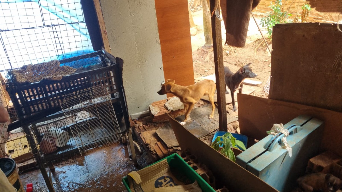 Polícias prendem mulher por maus-tratos a cães e gatos em Boa Esperança do Sul