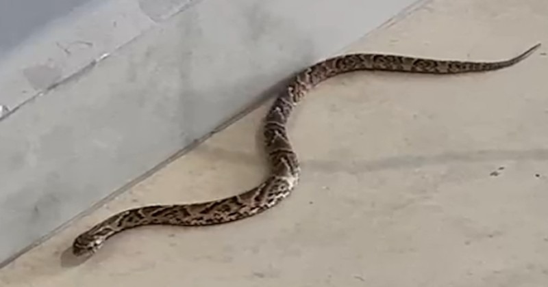 Cobra em estabelecimento da Maurício Galli rende cobrança por capinação e limpeza