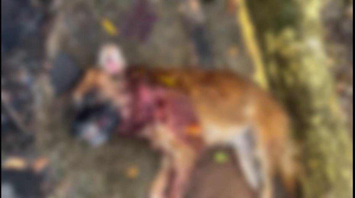 Cães são mortos a tiros em Boa Esperança do Sul e revolta moradores