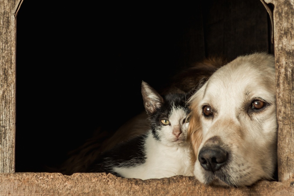 Araraquara faz semana de microchipagem gratuita de cães e gatos