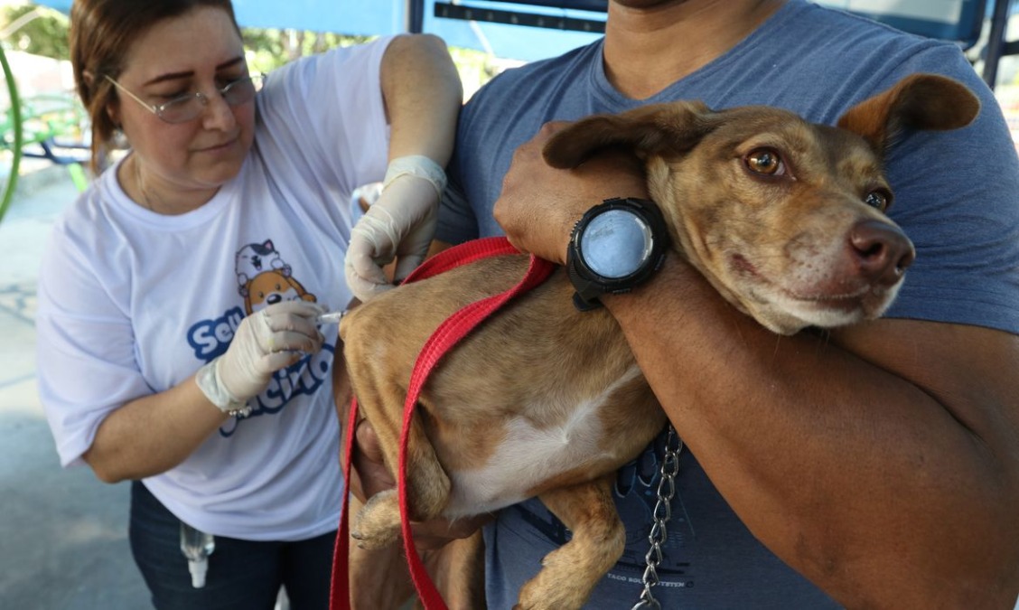 Vacinação antirrábica gratuita atende pets nesta quarta em Araraquara; confira o local