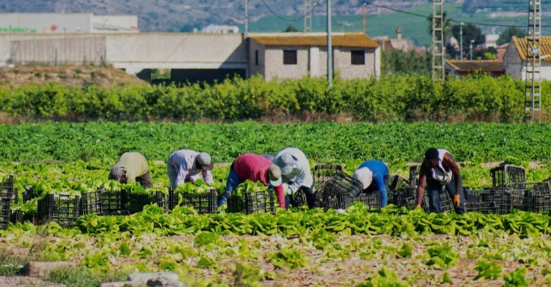 Araraquara abre dezenas de vagas para ajudante de safra; confira os requisitos