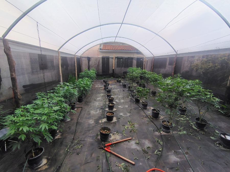 VÍDEO: Psicólogo e agrônomo montam “fazenda” de maconha e são detidos pela PM na região de Araraquara
