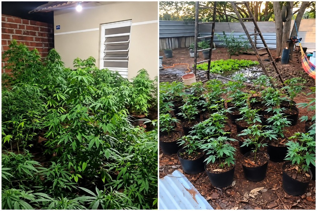 VÍDEO: Força Tática encontra plantação com cerca de 240 pés de maconha e prende homem na zona norte de Araraquara