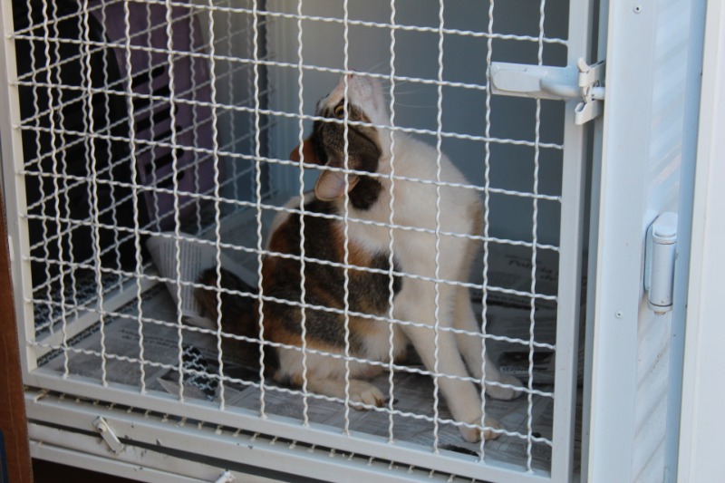 Boa Esperança vai castrar 300 animais gratuitamente
