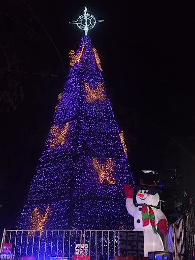 Árvore gigante com aproximadamente 18 metros de altura é o ponto mais registrado na Praça de Santo Antônio - Divulgação: Prefeitura de <strong style=