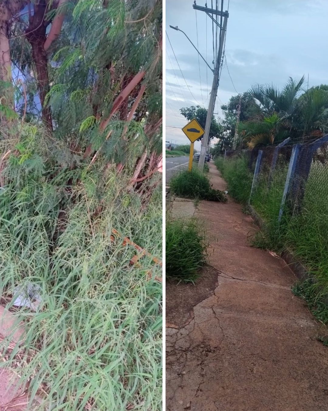 Imagem registrada por moradora mostra crescimento descontrolado do mato ao redor da UBS do Yolanda Opice