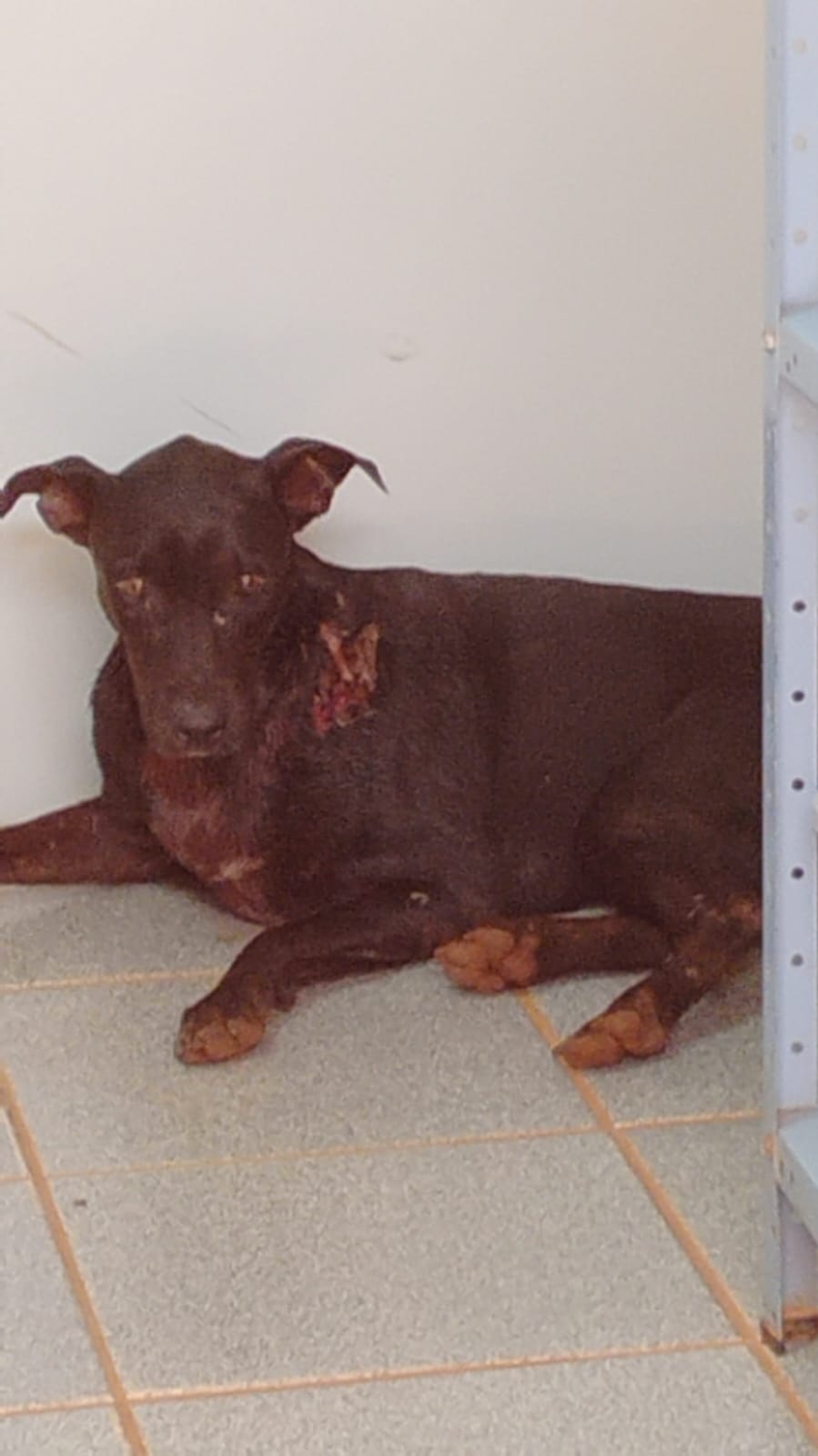 Foto: Divulgação/Cachorro Abandonado Machucado No Local