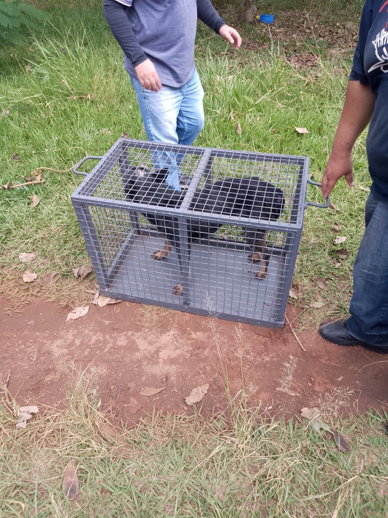 Foto: Divulgação/Um dos Cães Sendo Resgatado Pelo Bem Estar Animal