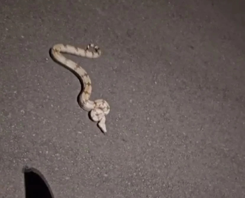 Foto: Colaboração/Cobra Andando Durante a Noite No Bairro
