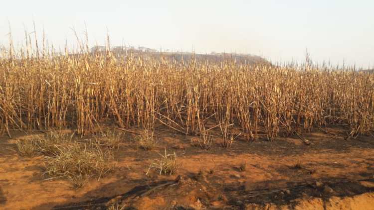 Foto 1 de 12 — Grande incêndio em Trabiju rendeu R$ 2,4 milhões em multas após causar destruição